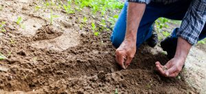 Kneeling to plant a garden