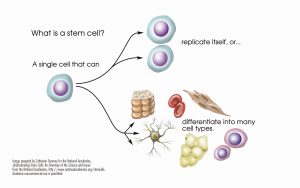 stem cell illustration